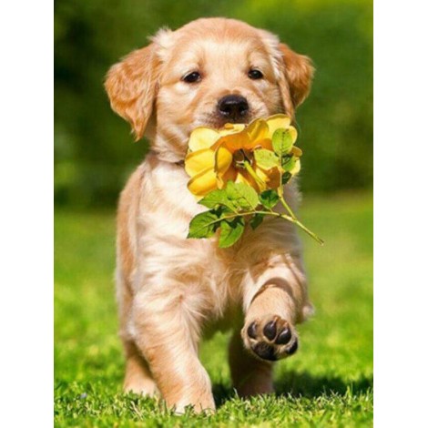 Dog Running with Flower in Mouth