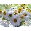 Daisy Diamond Painting Kit