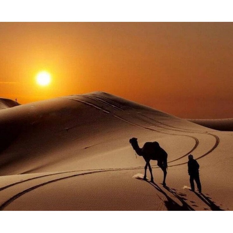 Camel in the Desert