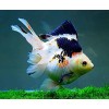 Goldfish Specie Diamond Painting Kit