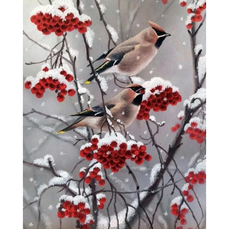 Bohemian waxwing Dia...