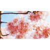 Blooming Peach Blossoms