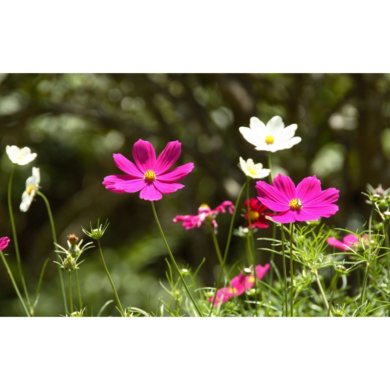 Cosmos Flowers Diamo...