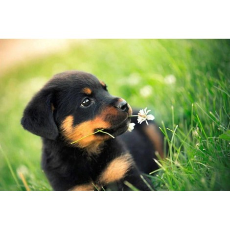 Cute Rottweiler Puppy