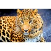 Enchanting Leopard- Diamond Painting Kit