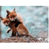 Fox Cubs Playing