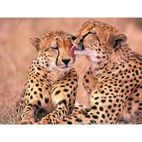 Cheetah Pair in Love