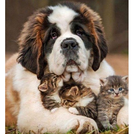 Dog with Three Kittens