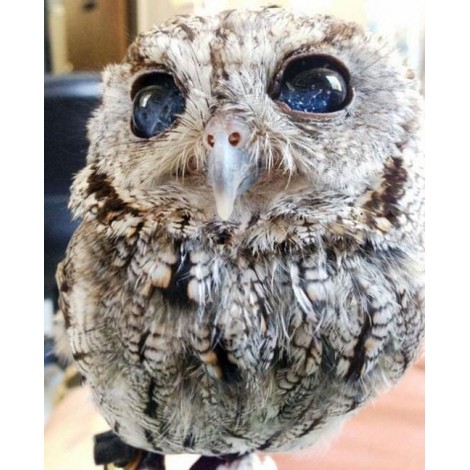 Blind Owl with Starry Eyes