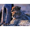 Charming Leopards Pair Diamond Painting