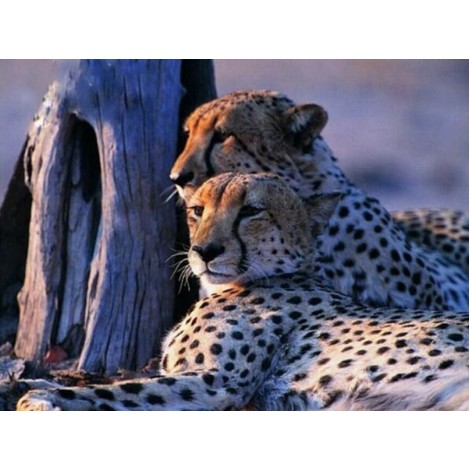 Charming Leopards Pair Diamond Painting