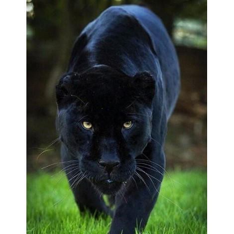 Ferocious Panther Walking on Grass