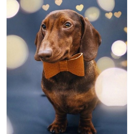 Dachshund with a Bow Tie