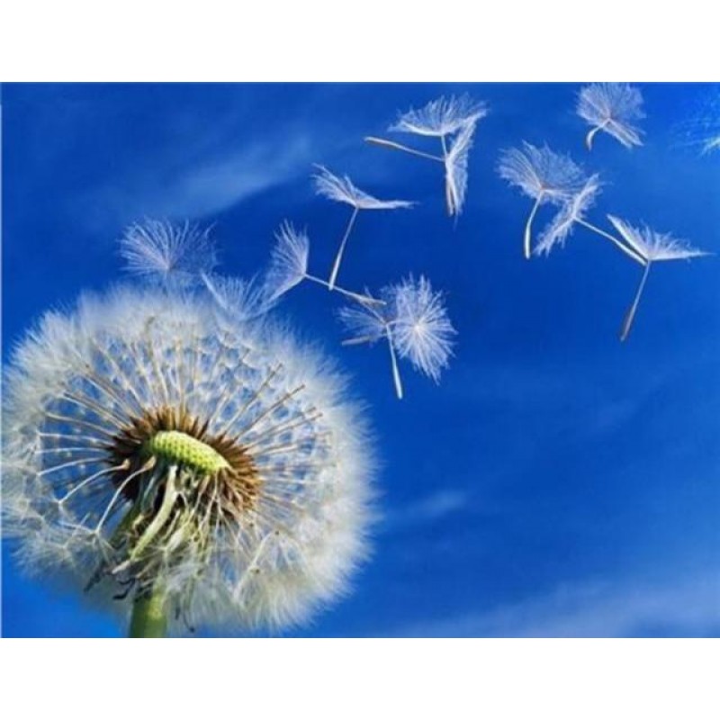 Dandelion Flower  DI...