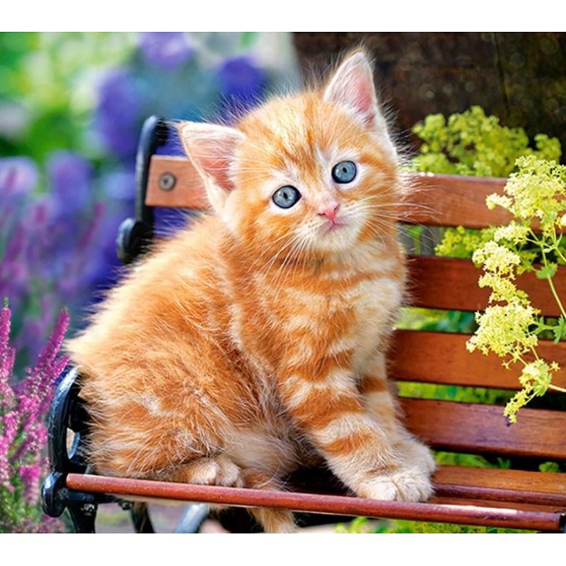 Cat Sitting on Bench