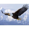 Eagle Flying on the Heights