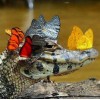 Butterflies on Crocodile