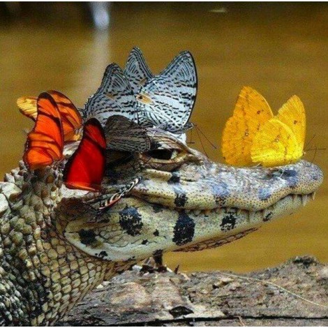 Butterflies on Crocodile