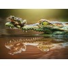 Crocodile & Frog Painting Kit