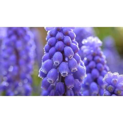 Blue Muscari Flowers