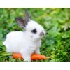 Cute White Baby Rabbit