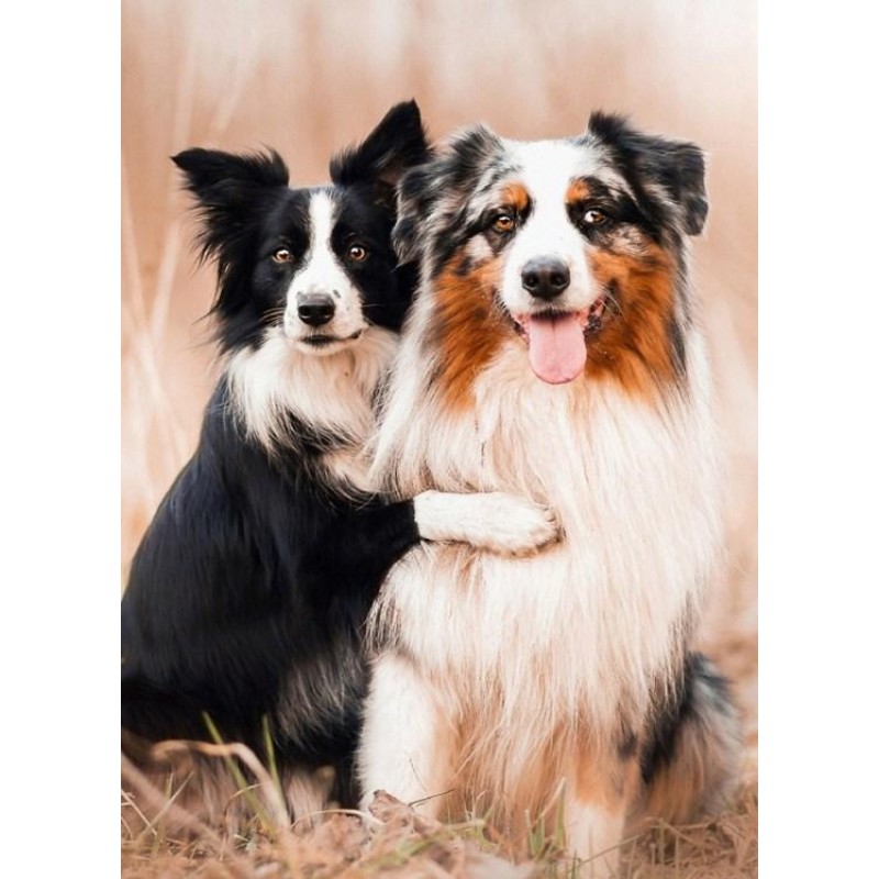 Collie Dogs Pair Dia...