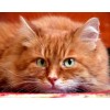 Cute Orange Cat Diamond Painting