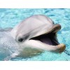 Happy Dolphin - Diamond Painting Kit