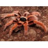 Colombian Giant Red Leg Tarantula