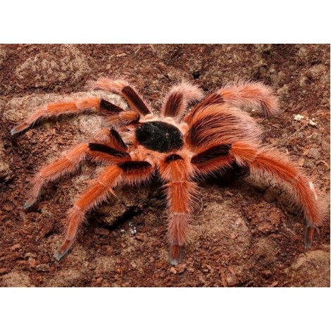 Colombian Giant Red Leg Tarantula