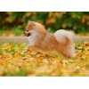 Happy Pomeranian - Paint by Diamonds