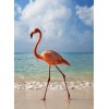 Flamingo on the Beach Diamond Painting