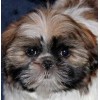 Cute Shih Tzu Dog Diamond Painting