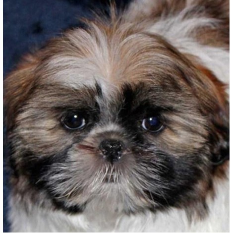 Cute Shih Tzu Dog Diamond Painting