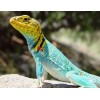 Colorful Lizard Diamond Painting