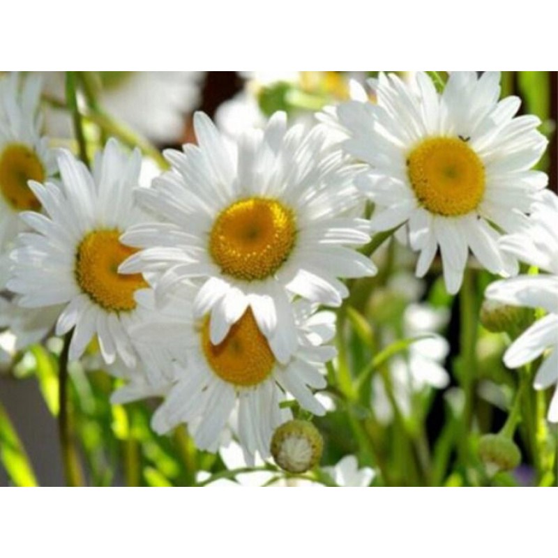 Chamomile Flowers Pa...