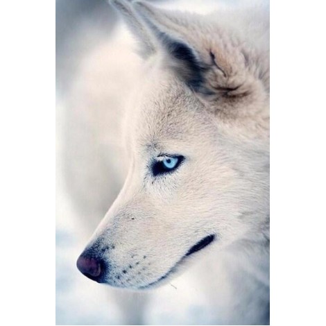 Blue Eyed White Wolf