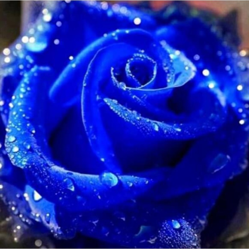 Diamond Blue Rose