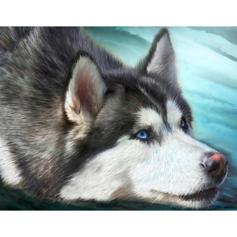 Cute Husky - Paint b...