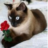 Cat with Red Rose