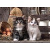 Charming Cats - Diamond Painting Kit